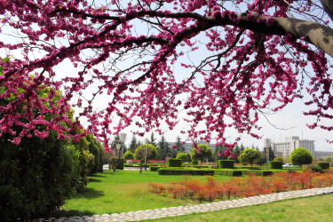 植物学排名_植物学分类法(3)